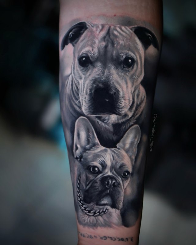 Köpek portreleri – siyah-gri realizm dövme, Ivan Metelev, InkBlaze Ankara